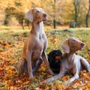 Dog Theme  screen for extension Chrome web store in OffiDocs Chromium