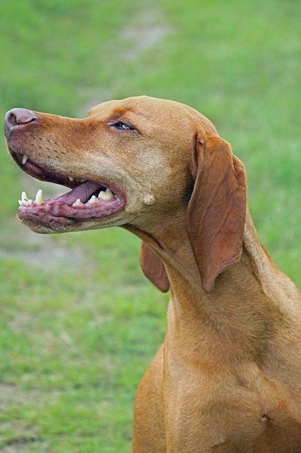 تنزيل مجاني لصورة كلب جميل جدًا vizsla ليتم تحريرها باستخدام محرر الصور المجاني على الإنترنت GIMP