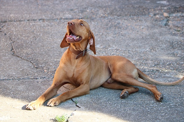 Bezpłatne pobieranie psa vizsla węgierski vizsla darmowe zdjęcie do edycji za pomocą bezpłatnego internetowego edytora obrazów GIMP