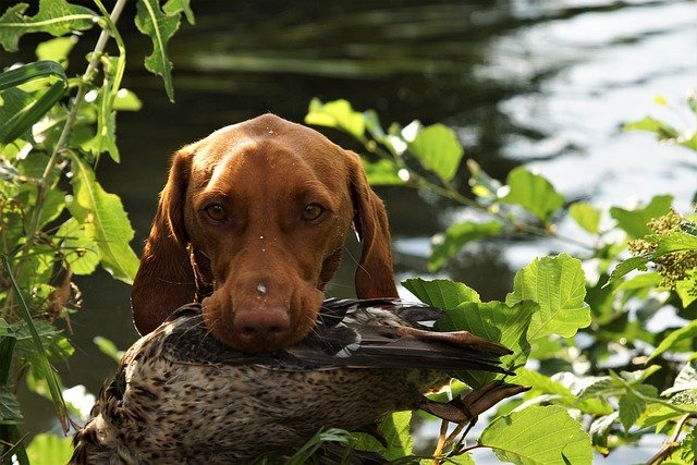 Descarga gratis la imagen gratuita del perro de caza vizsla para editar con el editor de imágenes en línea gratuito GIMP