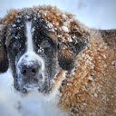 Dog walking in the snow  screen for extension Chrome web store in OffiDocs Chromium