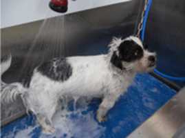 Free download DOG WASH IN USA free photo or picture to be edited with GIMP online image editor