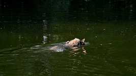 Ücretsiz indir Dog Water Pet - GIMP çevrimiçi resim düzenleyici ile düzenlenecek ücretsiz fotoğraf şablonu