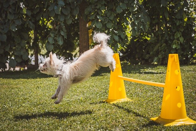 Free download dog white leap small garden free picture to be edited with GIMP free online image editor