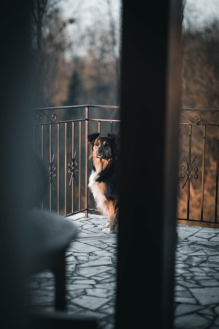 Free download dog window cute animals animal free picture to be edited with GIMP free online image editor