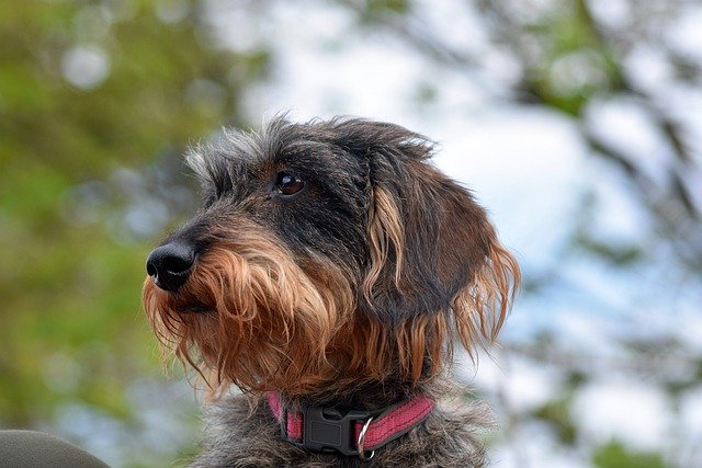 Free download dog wirehaired dachshund animal free picture to be edited with GIMP free online image editor