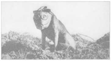 Free download Dog With Mask WWI free photo or picture to be edited with GIMP online image editor