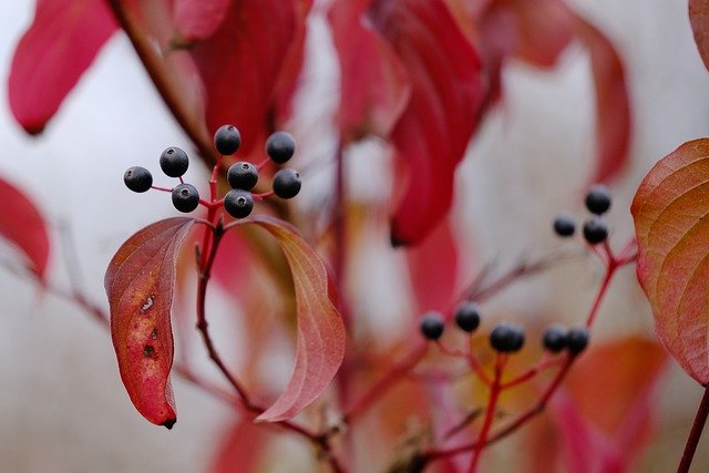 Téléchargement gratuit d'une image gratuite de cornouiller automne feuilles rouges nature à modifier avec l'éditeur d'images en ligne gratuit GIMP