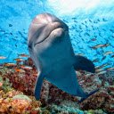 Dolphin  screen for extension Chrome web store in OffiDocs Chromium