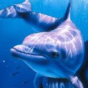 Dolphin 3D 789  screen for extension Chrome web store in OffiDocs Chromium