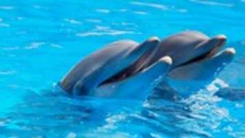 Muat turun percuma foto atau gambar Dolphin Facts percuma untuk diedit dengan editor imej dalam talian GIMP