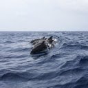 Dolphins swimming  screen for extension Chrome web store in OffiDocs Chromium