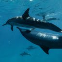 Dolphins swimming in the ocean  screen for extension Chrome web store in OffiDocs Chromium