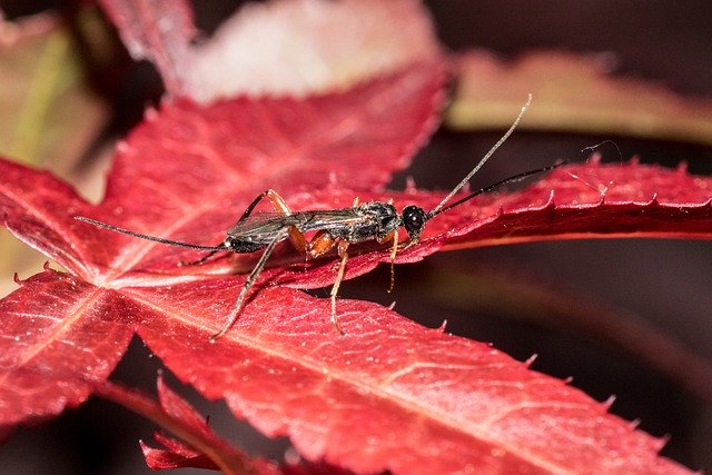 Muat turun percuma buat gambar percuma musim bunga serangga daun maple makro untuk diedit dengan editor imej dalam talian percuma GIMP