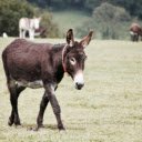 Donkey  screen for extension Chrome web store in OffiDocs Chromium
