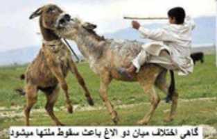 Free download Donkey biting another donkey (seemingly) and political commentary free photo or picture to be edited with GIMP online image editor