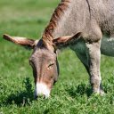 Donkey on green grass field  screen for extension Chrome web store in OffiDocs Chromium
