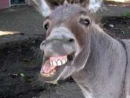 Free download Donkeys free photo or picture to be edited with GIMP online image editor