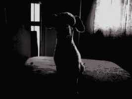 Free download Don Perro free photo or picture to be edited with GIMP online image editor