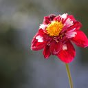 Double layered dahlias  screen for extension Chrome web store in OffiDocs Chromium