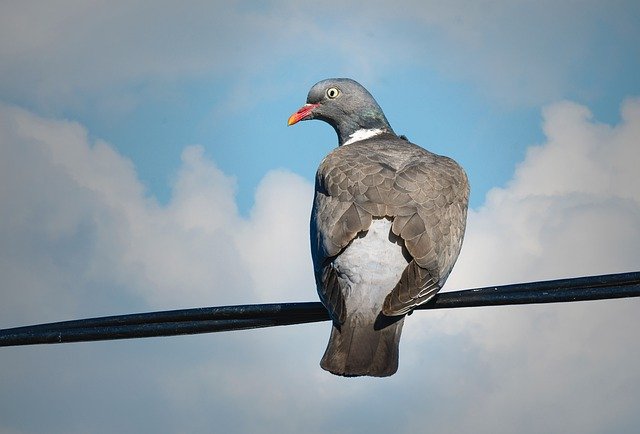 Free download dove bird animal perched free picture to be edited with GIMP free online image editor