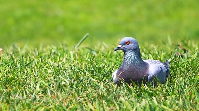 הורדה חינם של יונה ציפור חיה דשא מונחת תמונה בחינם לעריכה עם עורך תמונות מקוון בחינם של GIMP