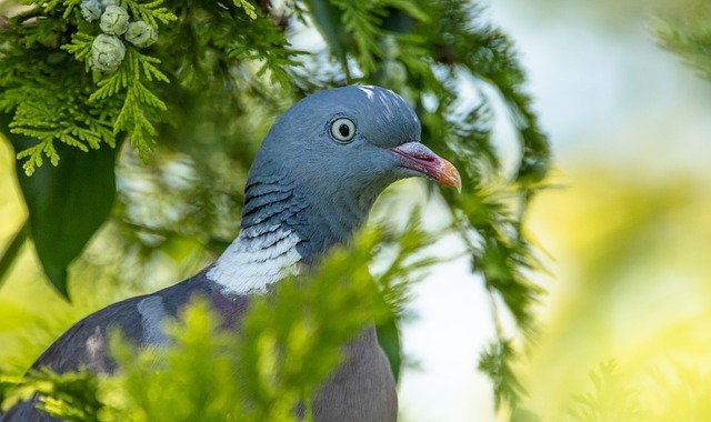 Free download dove bird bill bird watching ave free picture to be edited with GIMP free online image editor