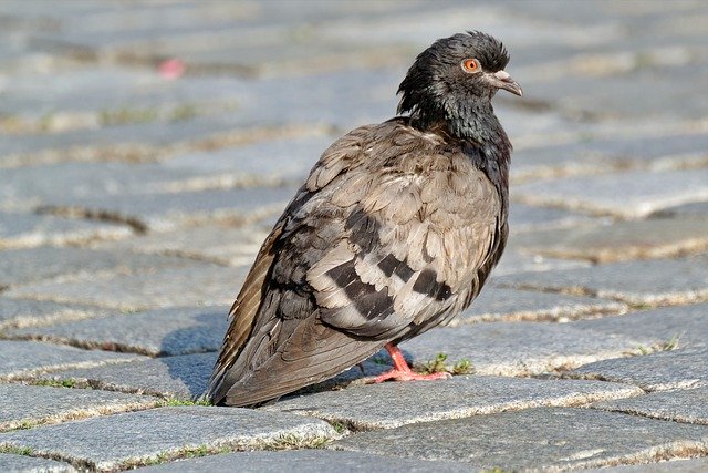 ดาวน์โหลดฟรี dove bird pigeon feathers brown ฟรีรูปภาพที่จะแก้ไขด้วย GIMP โปรแกรมแก้ไขรูปภาพออนไลน์ฟรี