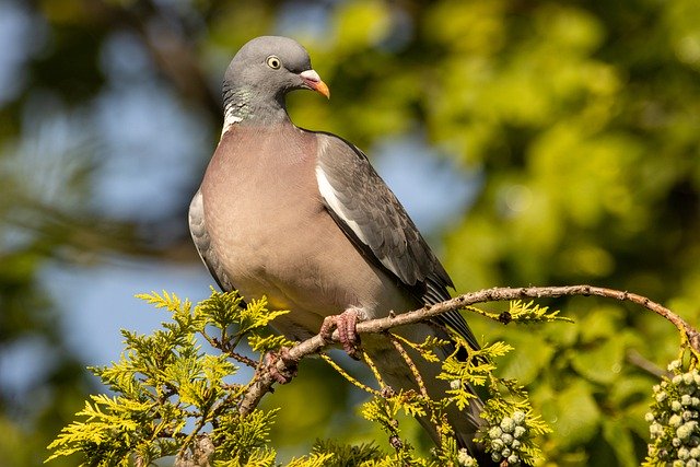 Free download dove branch bird bird watching ave free picture to be edited with GIMP free online image editor