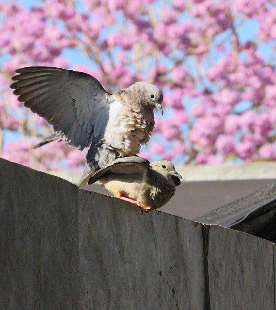 ดาวน์โหลดฟรี dove juriti pu casal city ฟรีเพื่อแก้ไขด้วย GIMP โปรแกรมแก้ไขรูปภาพออนไลน์ฟรี