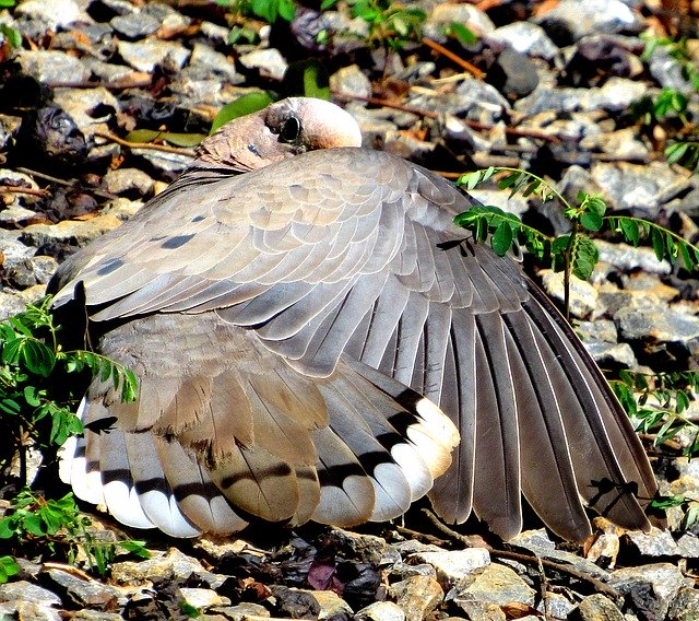 دانلود رایگان عکس dove pu pu bird plumage طبیعت رایگان برای ویرایش با ویرایشگر تصویر آنلاین رایگان GIMP