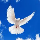 dove wallpaper  screen for extension Chrome web store in OffiDocs Chromium