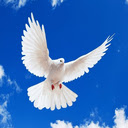 Dove Wallpaper  screen for extension Chrome web store in OffiDocs Chromium