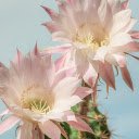 Dragon dew flower  screen for extension Chrome web store in OffiDocs Chromium