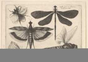Free download Dragonflies and a Bumblebee, Butterflies and Insects, Muscarum scarabeorum free photo or picture to be edited with GIMP online image editor