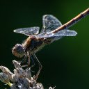 Free download Dragonfly -  free photo or picture to be edited with GIMP online image editor