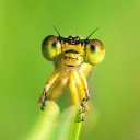 Dragonfly and big eyes  screen for extension Chrome web store in OffiDocs Chromium
