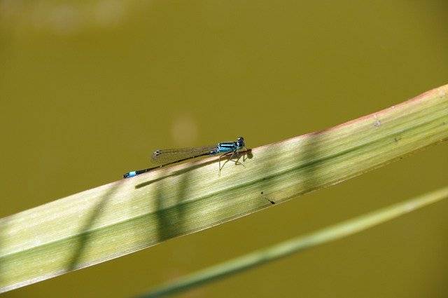 Descarga gratuita Dragonfly Animal Insects: foto o imagen gratuita para editar con el editor de imágenes en línea GIMP