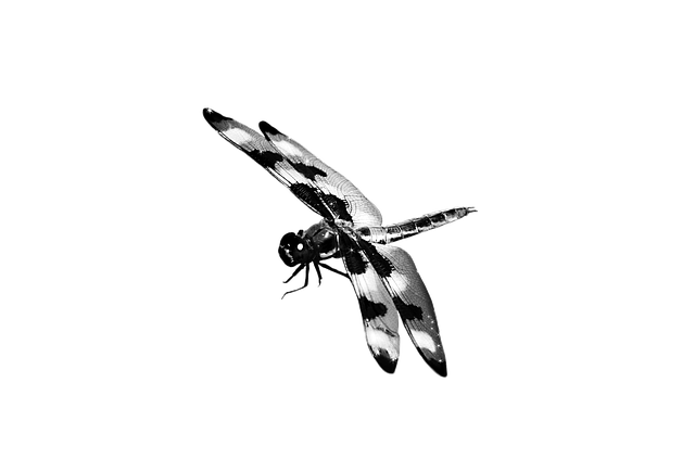 Free download Dragonfly Black And White Masked -  free illustration to be edited with GIMP free online image editor