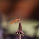 Dragonfly chilli on iron bar  screen for extension Chrome web store in OffiDocs Chromium
