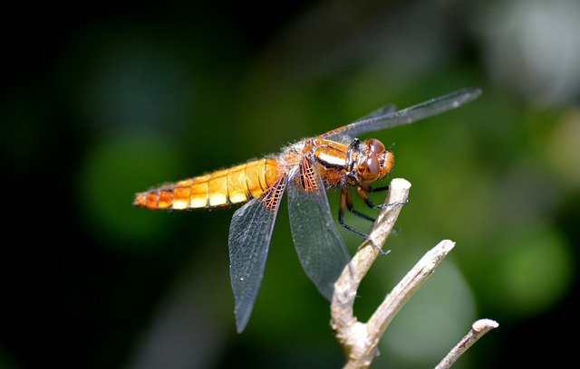 Free download dragonfly flying insect wings free picture to be edited with GIMP free online image editor
