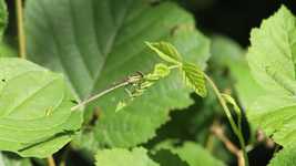 Descarga gratuita Dragonfly Green Insect: foto o imagen gratuita para editar con el editor de imágenes en línea GIMP