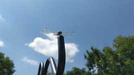 Unduh gratis Dragonfly Insect Bug - foto atau gambar gratis untuk diedit dengan editor gambar online GIMP