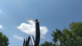 Free download Dragonfly Insect Bug -  free photo or picture to be edited with GIMP online image editor