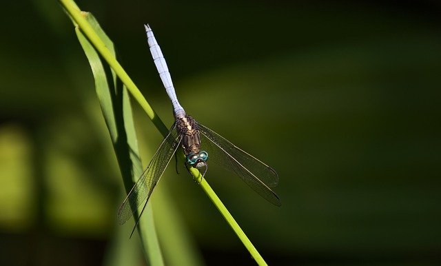 Free download dragonfly insect bug creature free picture to be edited with GIMP free online image editor