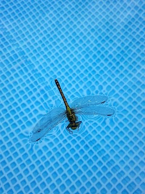 Descarga gratis libélula insecto libélulas imagen libre salvaje para editar con el editor de imágenes en línea gratuito GIMP