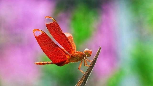 Tải xuống miễn phí hình ảnh miễn phí về chuồn chuồn côn trùng thiên nhiên bangladesh để chỉnh sửa bằng trình chỉnh sửa hình ảnh trực tuyến miễn phí GIMP