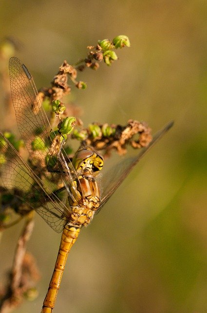 Free download dragonfly insect nature close up free picture to be edited with GIMP free online image editor