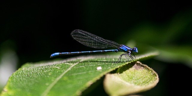 김프 무료 온라인 이미지 편집기로 편집할 무료 사진에서 잠자리 곤충 엘살바도르를 무료로 다운로드하십시오.