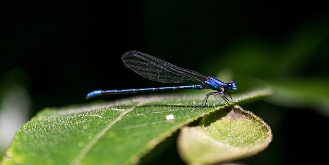 Descărcare gratuită Dragonfly insects el salvador la poza gratuită pentru a fi editată cu editorul de imagini online gratuit GIMP